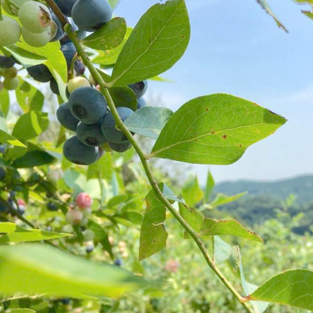 足柄産100% 香るブルーベリーのかじり木<30g>